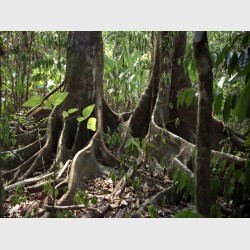 Tree buttresses - Costa Rica, 1998